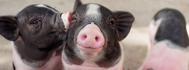 Cele mai cunoscute rase de porci printre fermieri