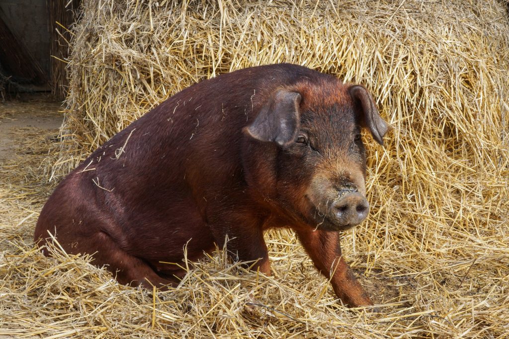 Cele mai cunoscute rase de porci printre fermieri