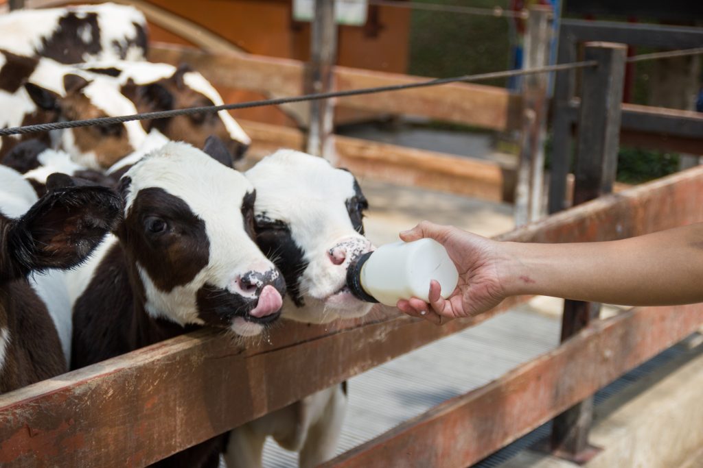 Cum se hrănesc vitele în fermă