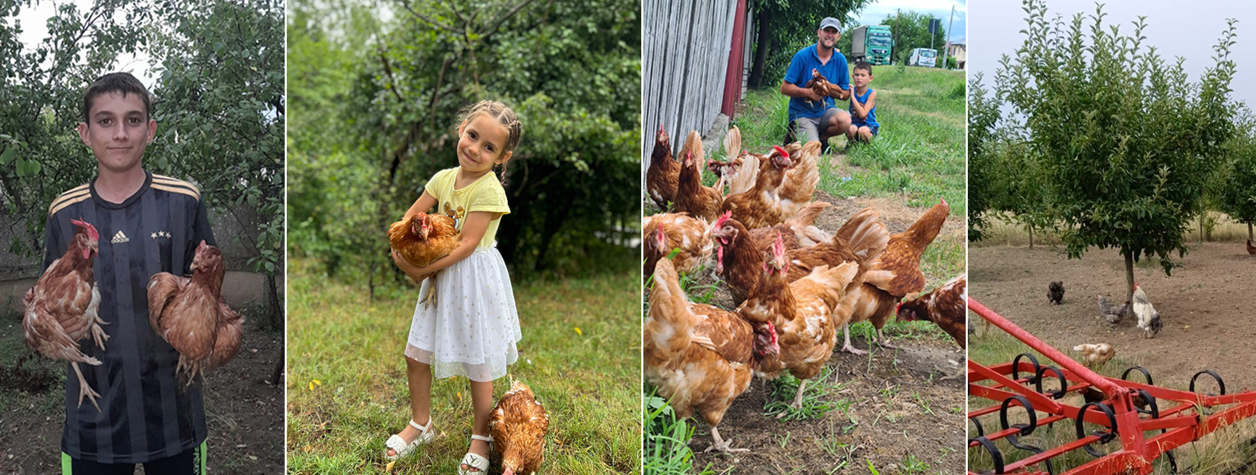 Fundația Carmistin a donat 10.000 găini ouătoare BIO, în cadrul unei campanii anuale dedicate comunitățiIor